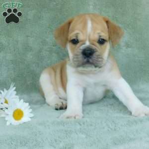 Charlie, Miniature Bulldog Puppy
